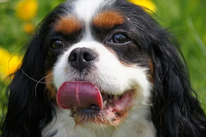 cute cavalier with tounge out